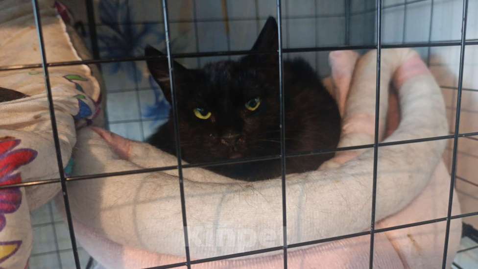 Кошки в Санкт-Петербурге: Кошечка Флорида Девочка, Бесплатно - фото 2