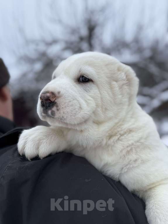 Собаки в Санкт-Петербурге: Жадал Мальчик, 70 000 руб. - фото 3