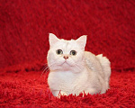 Кошки в Москве: Британский кот Маффин ищет дом! Мальчик, 1 руб. - фото 2