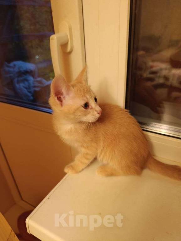 Кошки в Красногорске: Отдам котят рыжих Девочка, Бесплатно - фото 4