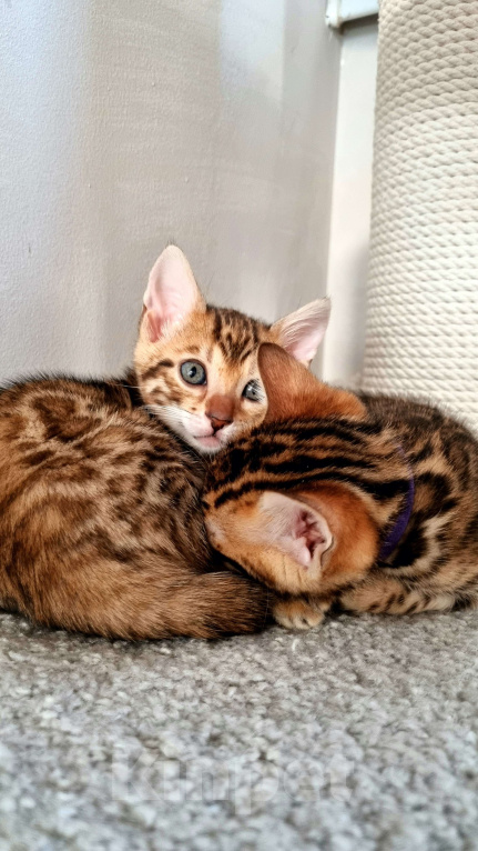 Кошки в Екатеринбурге: Honey Moon от TatiBro's - бенгальская кошечка Show - класса Девочка, 75 000 руб. - фото 4