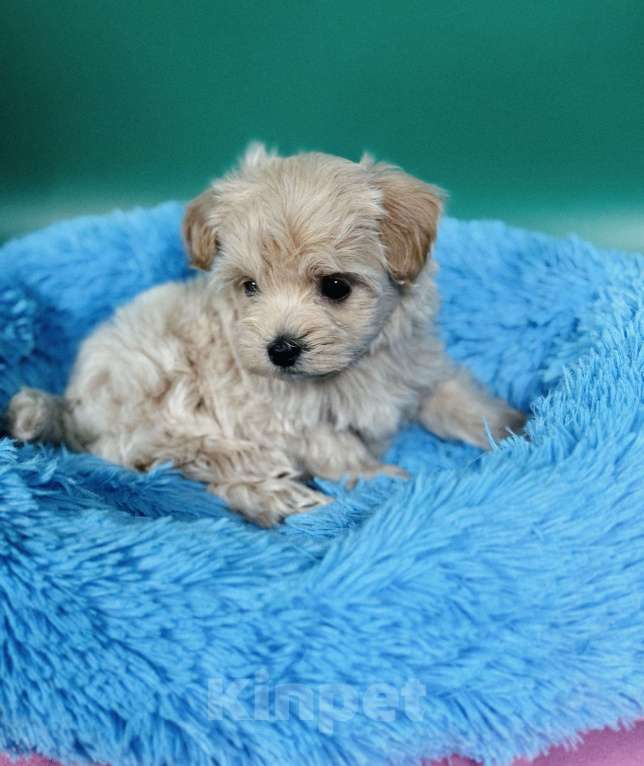 Собаки в Воронеже: Мини мальчик мальтипу f1 Мальчик, 70 000 руб. - фото 3