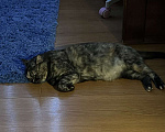Кошки в Красноярске: Потерялась кошка 😢 Девочка, Бесплатно - фото 4
