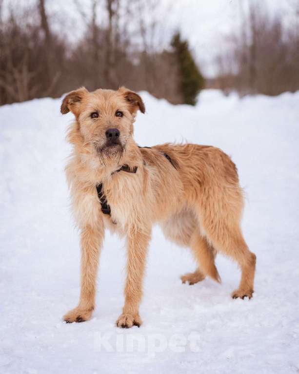 Собаки в Москве: Собака-компаньон Девочка, Бесплатно - фото 7