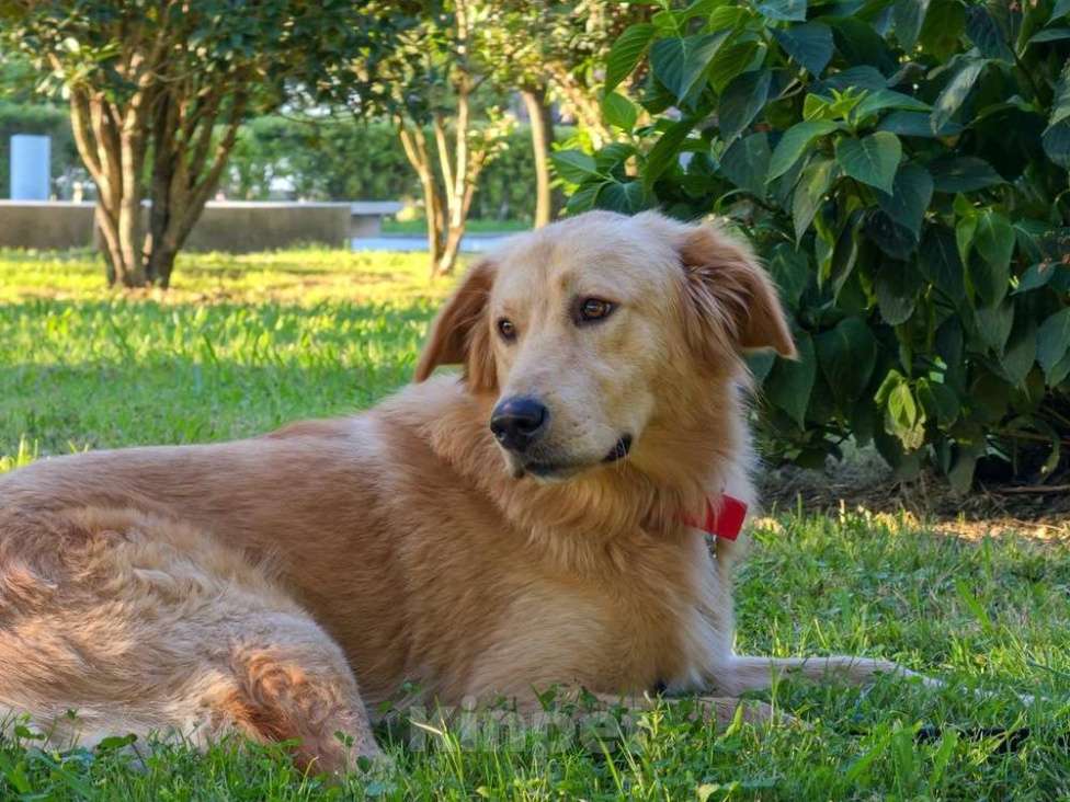 Собаки в Москве: Голден ретривер Чарли в дар Мальчик, 1 руб. - фото 2