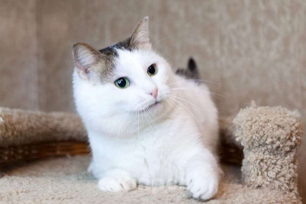 Кошки в Москве: Белан едет на выставку-пристройство WOOF в Москву  Мальчик, Бесплатно - фото 3