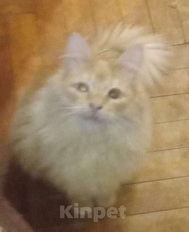 Кошки в Москве: Сибирский котик редкого окраса красное серебро Мальчик, Бесплатно - фото 7