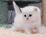 Кошки в Санкт-Петербурге: Шотландская 🐾 девочка  -глаза голубые,окрас solid-White  Девочка, 20 000 руб. - фото 1