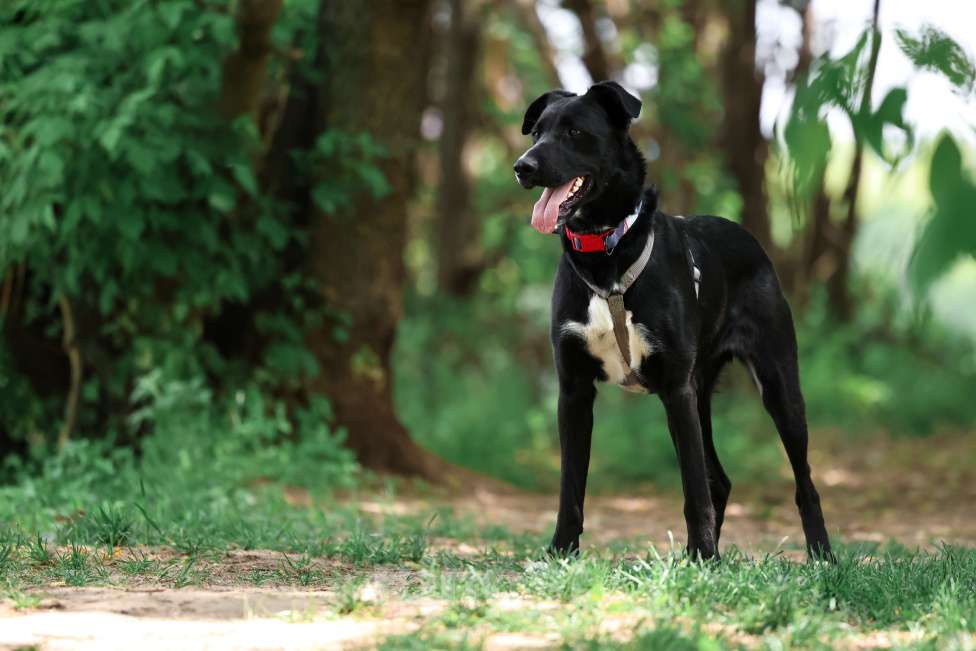 Собаки в Москве: Прекрасная Руби живет в приюте и ищет дом! Девочка, Бесплатно - фото 4