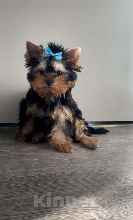 Собаки в Иркутске: Кукольные щеночки йорков Мальчик, 75 000 руб. - фото 6