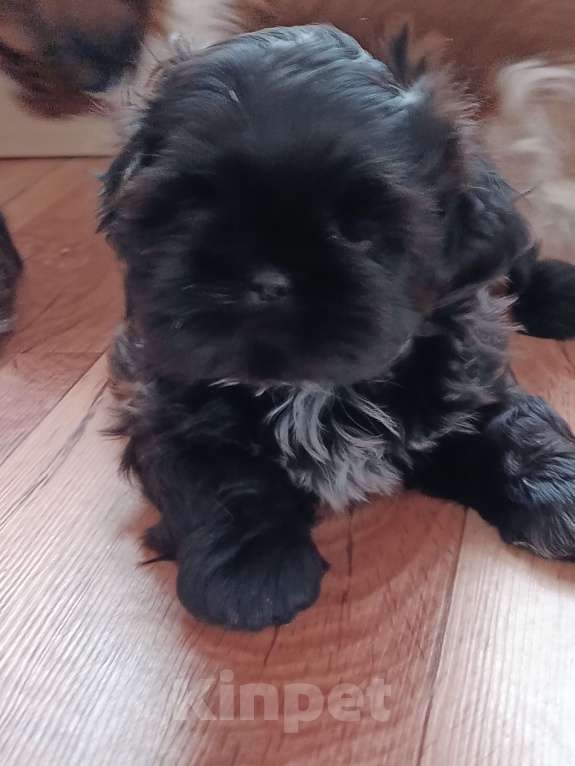 Собаки в Тюмени: Щенки ши-тцу Мальчик, 45 000 руб. - фото 5