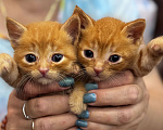 Кошки в Химках: Котенок в дар  Мальчик, Бесплатно - фото 2