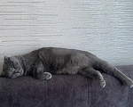 Кошки в Тюмени: Шотландский вислоухий короткошёрстный, взрослый кот Мальчик, Бесплатно - фото 1