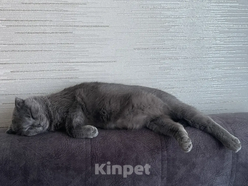 Кошки в Тюмени: Шотландский вислоухий короткошёрстный, взрослый кот Мальчик, Бесплатно - фото 1