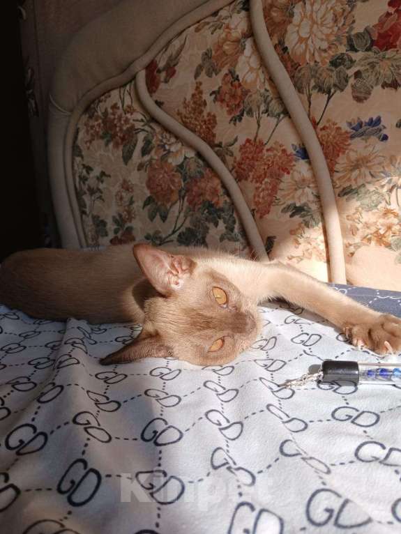 Кошки в Москве: Европейская Бурма Авдотья Девочка, 170 000 руб. - фото 3