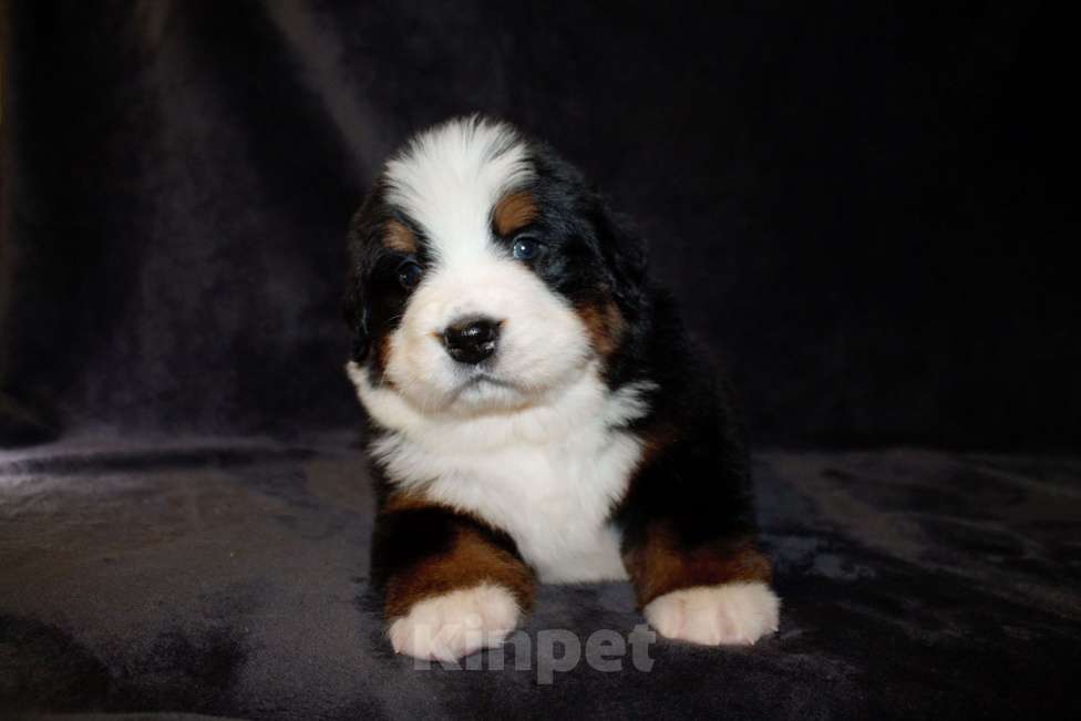Собаки в других городах Московской области: Бернский зенненхунд Мальчик, 110 000 руб. - фото 7