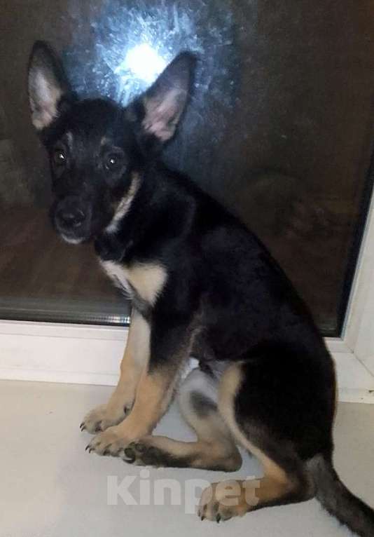 Собаки в Москве: Восточноевропейская овчарка щенок суки Девочка, 10 000 руб. - фото 9