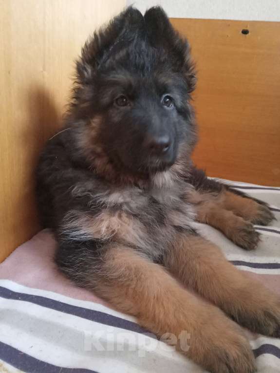 Собаки в Саранске: Продаю щенков немецкой овчарки. Девочка, Бесплатно - фото 2