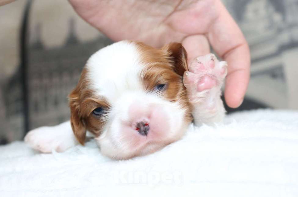 Собаки в Воронеже: Кавлер кинг чарльз спаниель Девочка, Бесплатно - фото 4