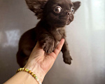 Собаки в Ростове-на-Дону: Чихуахуа мальчик Мальчик, 35 000 руб. - фото 3