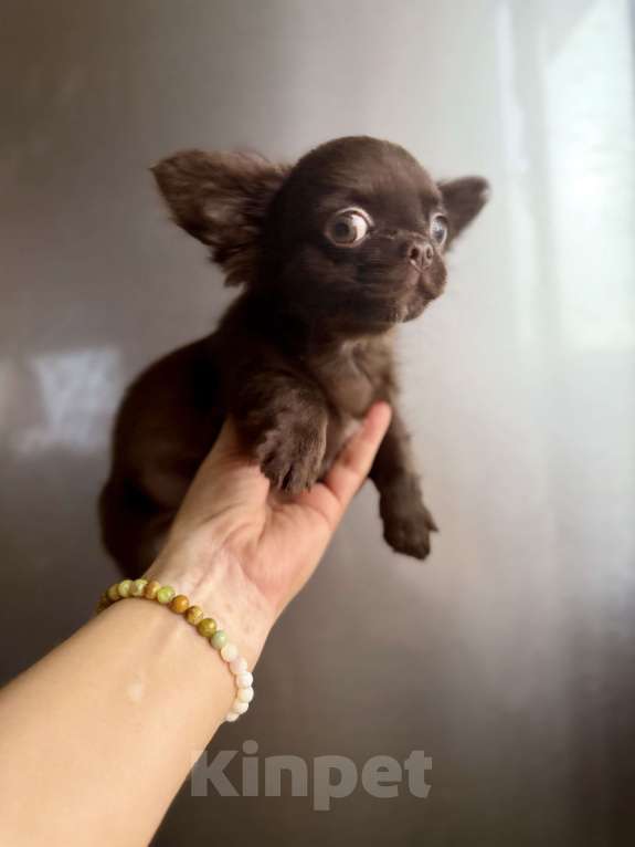 Собаки в Ростове-на-Дону: Чихуахуа мальчик Мальчик, 35 000 руб. - фото 3