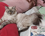 Кошки в Краснодаре: Котята Невская маскарадная color point blue пушистый Мальчик, 28 000 руб. - фото 8
