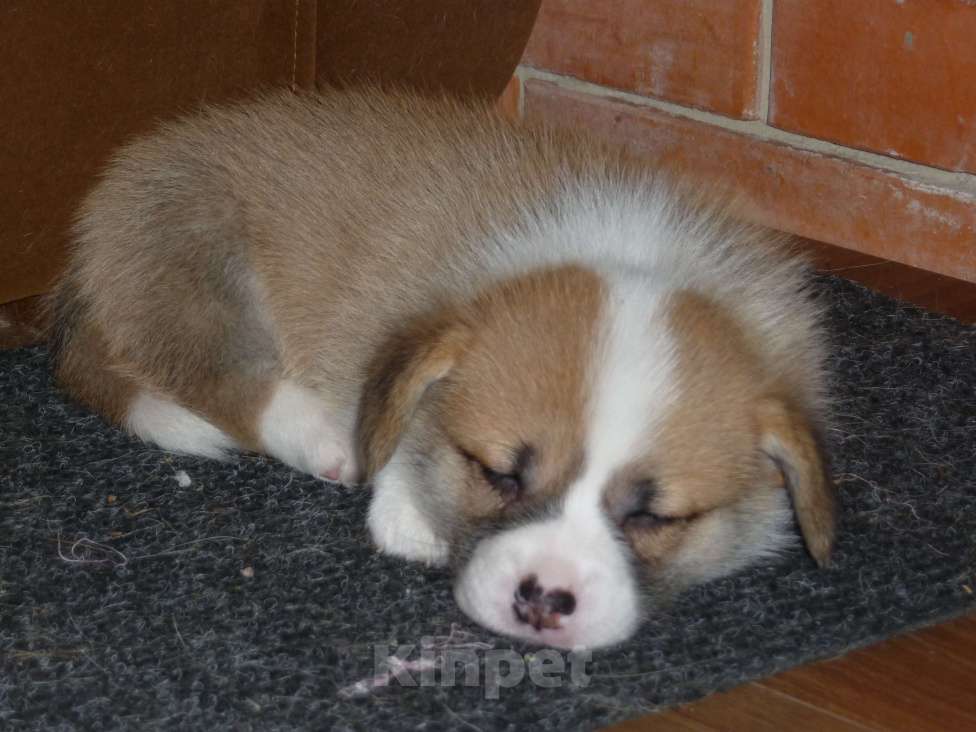 Собаки в других городах Краснодарского края: Вельш Корги Пемброк, щенок 3 Девочка, Бесплатно - фото 3