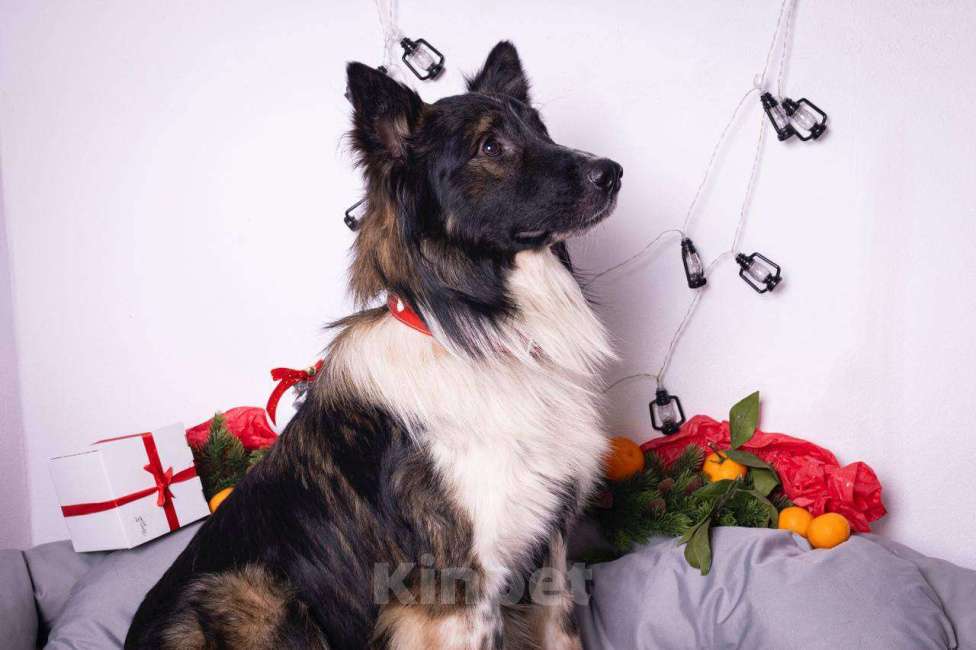 Собаки в Москве: Бордер-колли ищет дом Мальчик, Бесплатно - фото 3