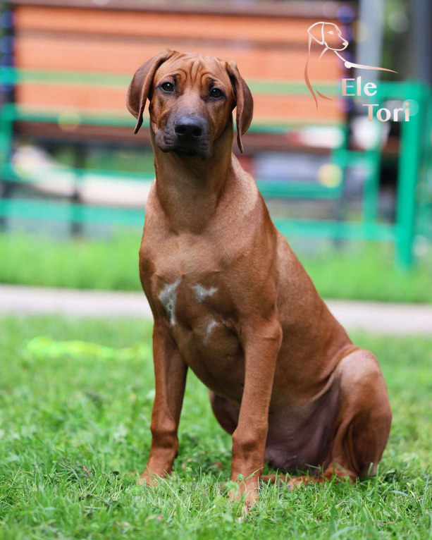 Собаки в Москве: Шикарный щенок родезийского риджбека Мальчик, Бесплатно - фото 2