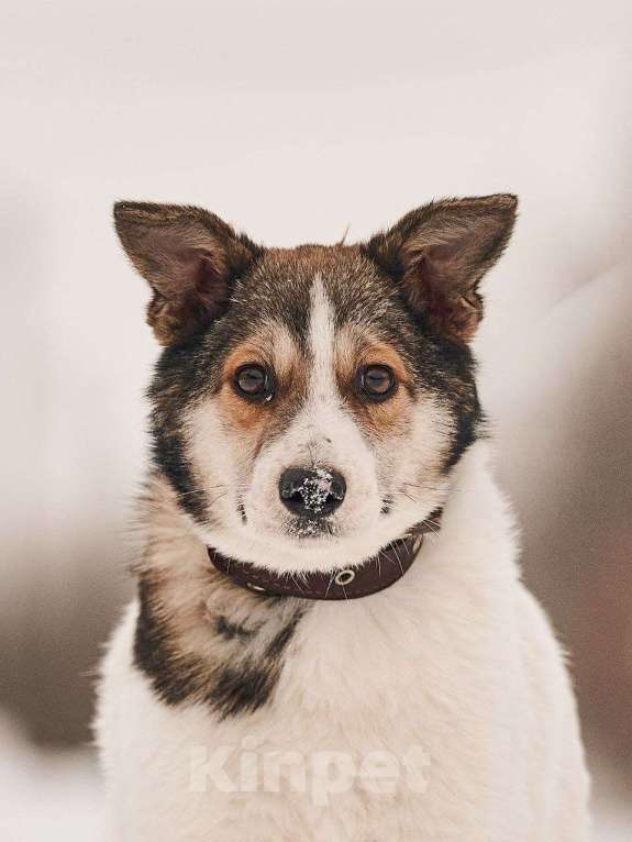 Собаки в Лосином-Петровском: Мелани якутенок Девочка, Бесплатно - фото 5