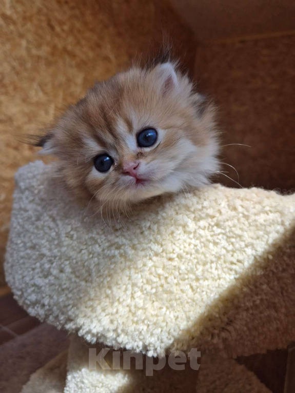 Кошки в Долгопрудном: Девочка Девочка, 100 000 руб. - фото 3