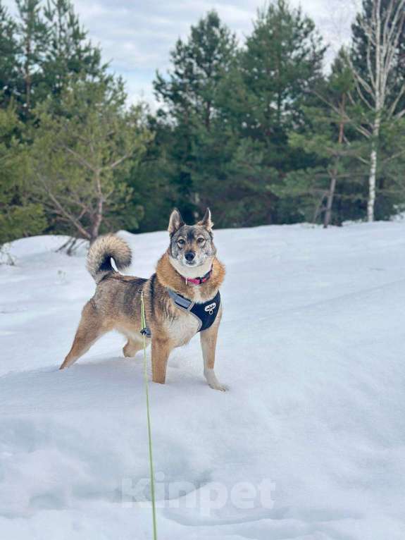 Собаки в Москве: Булочка Девочка, Бесплатно - фото 3