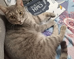 Кошки в Тюмени: Отдам котика в хорошие руки  Мальчик, 1 руб. - фото 3