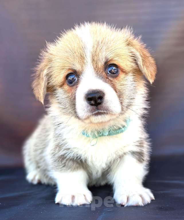 Собаки в Москве: Мальчик вельш корги пемброк Мальчик, 60 000 руб. - фото 1