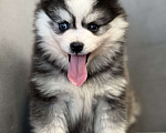 Собаки в Санкт-Петербурге: Шикарный мальчик помски  Мальчик, Бесплатно - фото 4