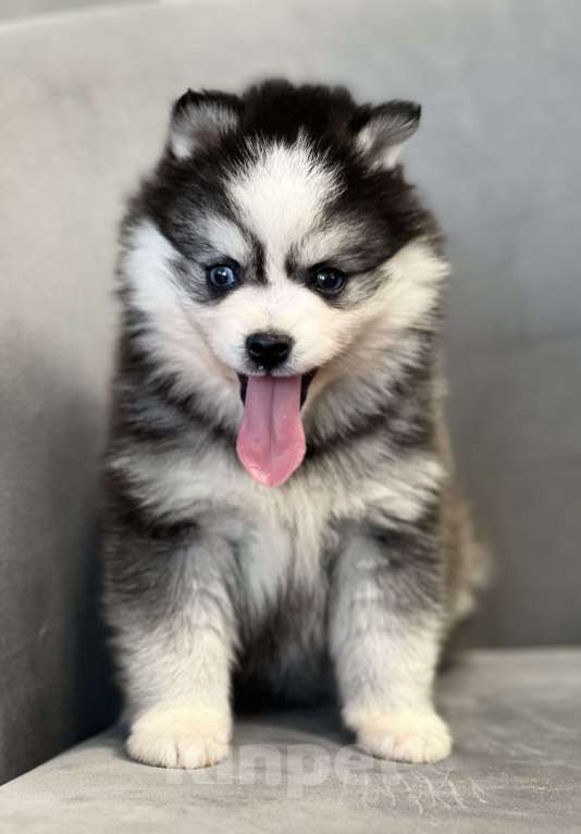 Собаки в Санкт-Петербурге: Шикарный мальчик помски  Мальчик, Бесплатно - фото 4