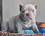 Собаки в Москве: Американский булли Микро Экзот Мальчик, 250 000 руб. - фото 3