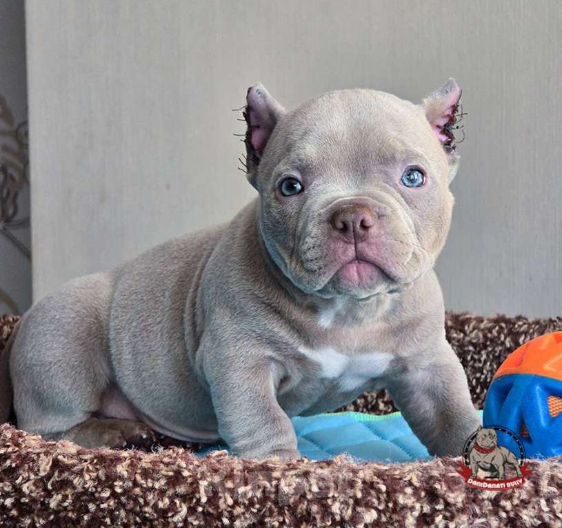 Собаки в Москве: Американский булли Микро Экзот Мальчик, 250 000 руб. - фото 3