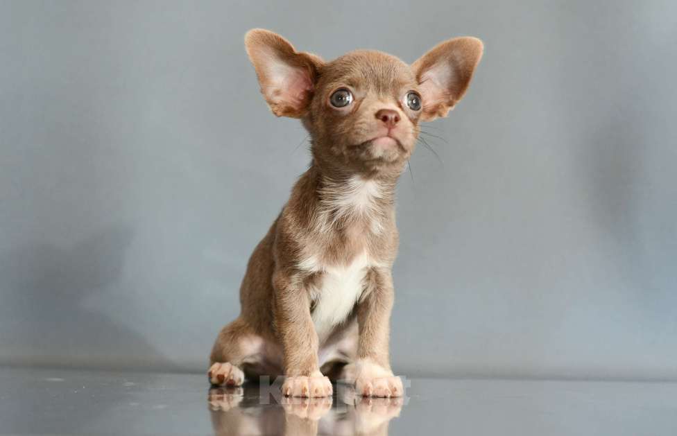 Собаки в Раменском: Эльфик Мальчик, 45 000 руб. - фото 5