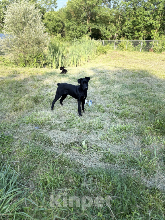 Собаки в других городах Краснодарского края: Уникальный щенок «ризеновчарик» мальчик Рэй Мальчик, 1 000 руб. - фото 6
