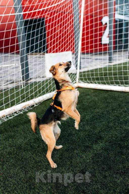 Собаки в Москве: Юнити в поисках билета в счастливую жизнь! Девочка, Бесплатно - фото 6