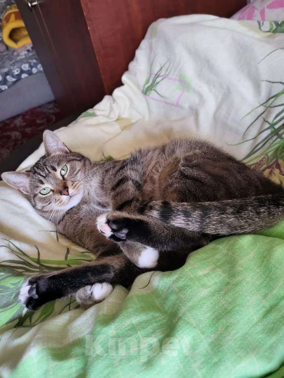 Кошки в Москве: Потерялся кот по кличке Сэм Мальчик, 10 000 руб. - фото 2