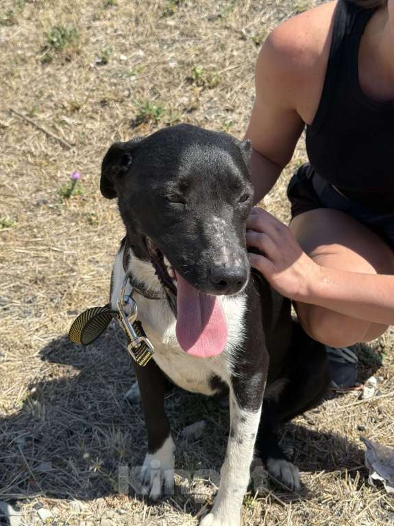 Собаки в Симферополе: Метис стаффа в семью )  Девочка, Бесплатно - фото 6