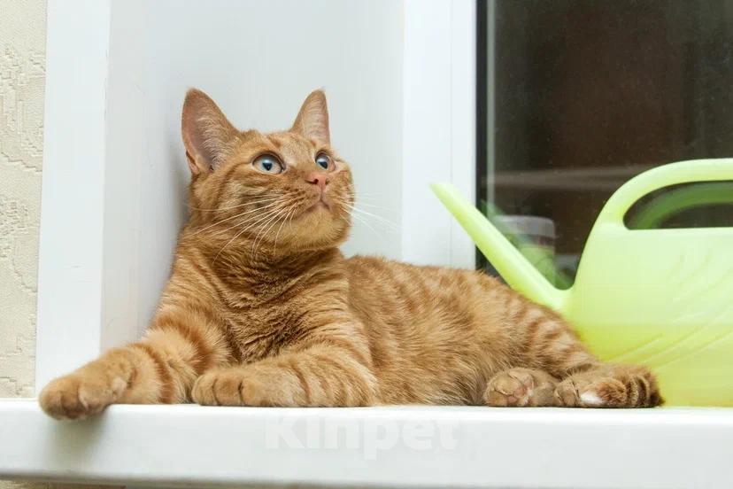 Кошки в Реутове: Взрослая кошка в добрые руки Девочка, Бесплатно - фото 3