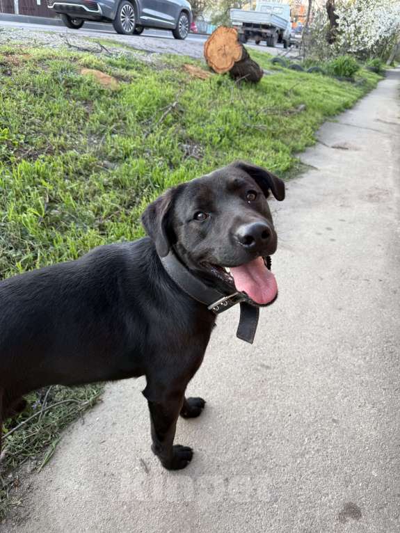 Собаки в Краснодаре: Найдена собака кабель Мальчик, Бесплатно - фото 3