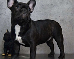 Собаки в Санкт-Петербурге: Щенки французского бульдога Девочка, 65 000 руб. - фото 6