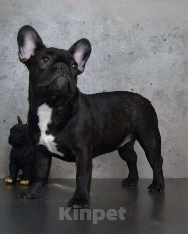 Собаки в Санкт-Петербурге: Щенки французского бульдога Девочка, 65 000 руб. - фото 6