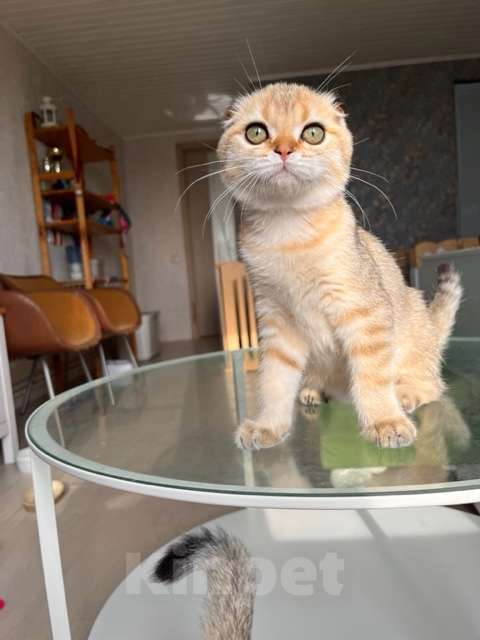 Кошки в Москве: Мальчик золотая мечта Мальчик, 45 000 руб. - фото 2