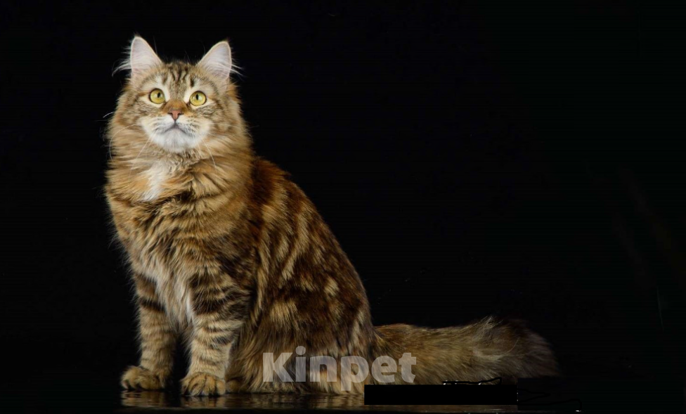 Кошки в Санкт-Петербурге: Молодая сибирская кошка  Девочка, Бесплатно - фото 3