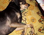Собаки в Майкопе: Той-терьер, 1 000 руб. - фото 1
